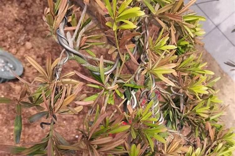 我家罗汉松因施肥过多导致叶子枯萎,怎样养活？