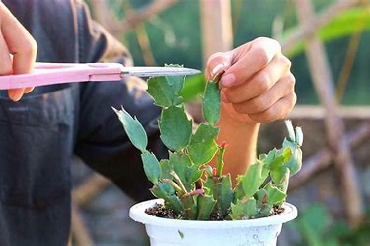 喷叶面肥和给兰花浇水需要注意什么？