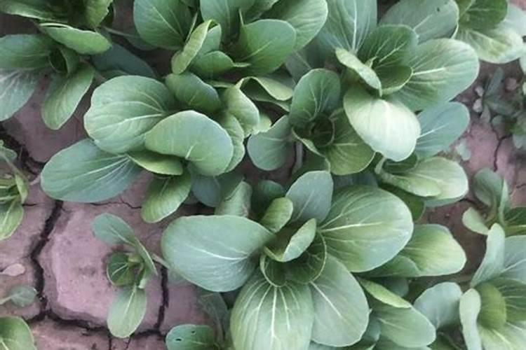 一亩油菜用多少复合肥 一亩油菜需要用多少复合肥