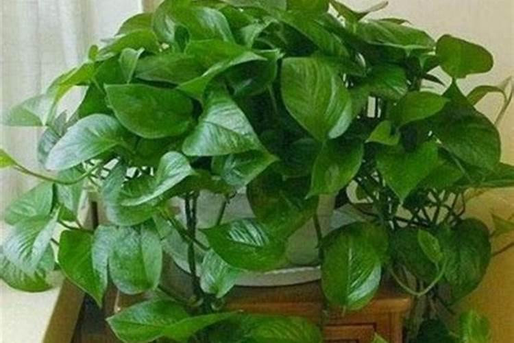 种玉米用尿素二氨钾肥怎么配制的