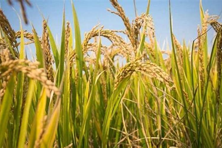 洋葱可以冷冻放多久 洋葱可以冷冻放多长时间