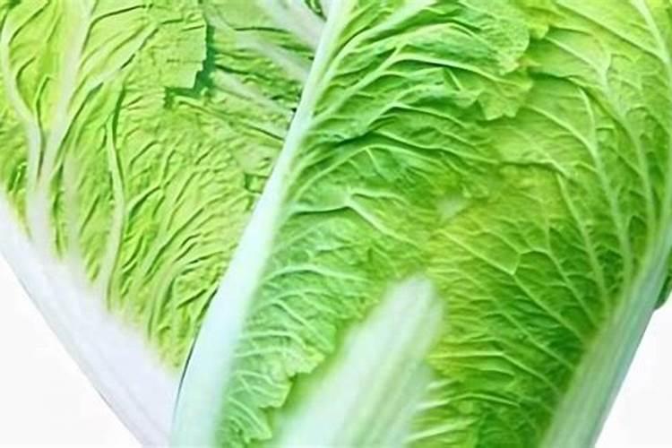 种秋白菜用什么肥料好 追肥技巧有哪些
