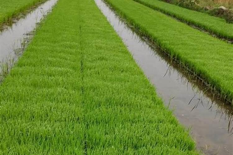水稻施肥太多了烧苗怎么办 补救方法有哪些