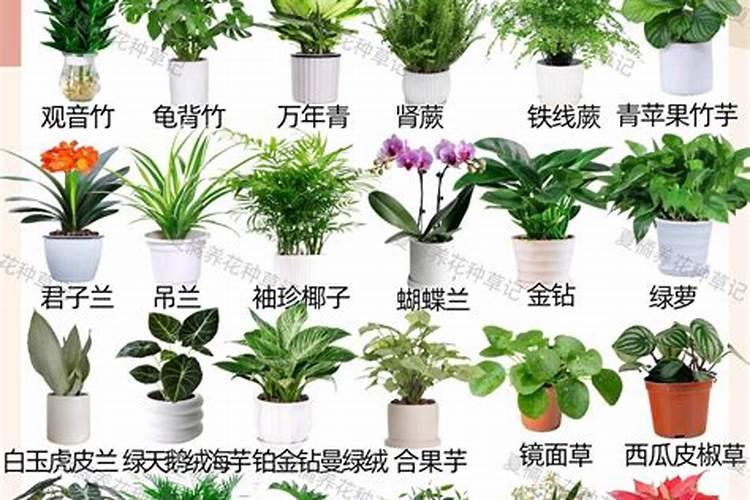 盆栽苹果开花后怎样保果