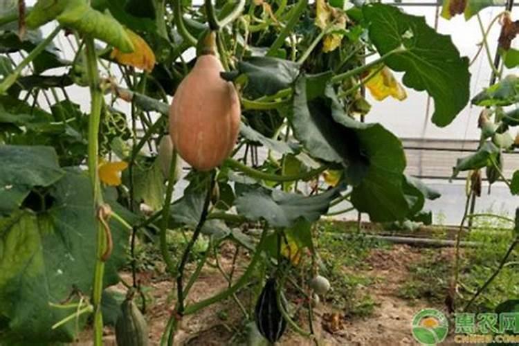 大豆开花期打什么叶面肥好 如何施肥可以增产