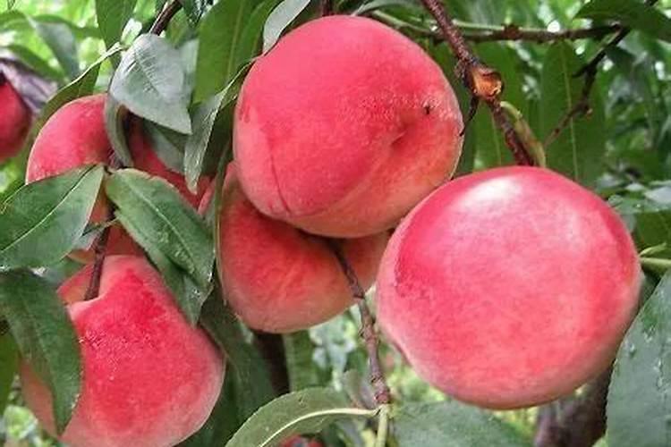 进口花生叶面肥名字叫什么根的名字