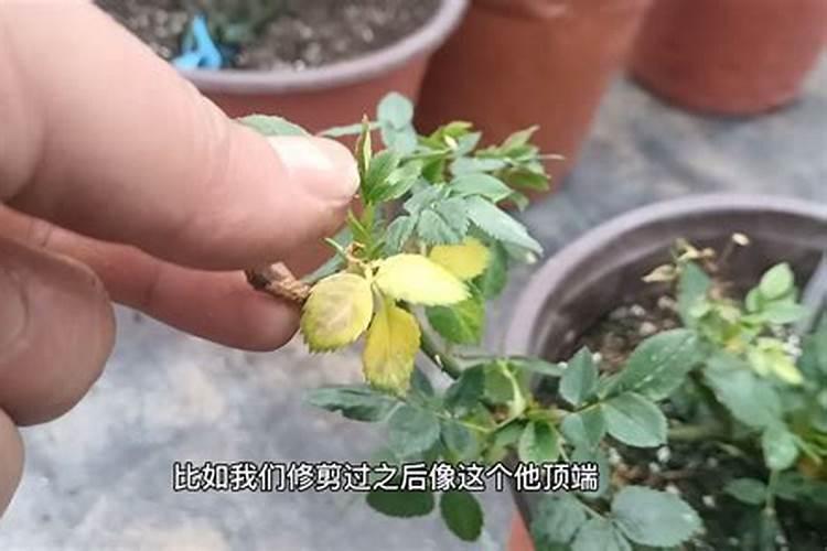 月季花春天怎么养