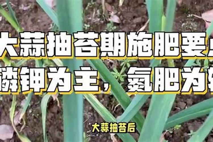 栽大蒜用什么肥料最好