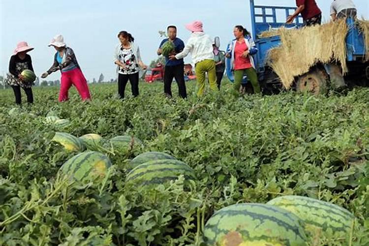 西瓜追肥用什么肥料好