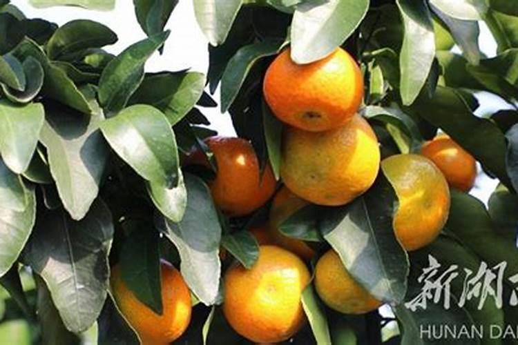 现在沙糖桔果子小要放什么肥？怎样施肥