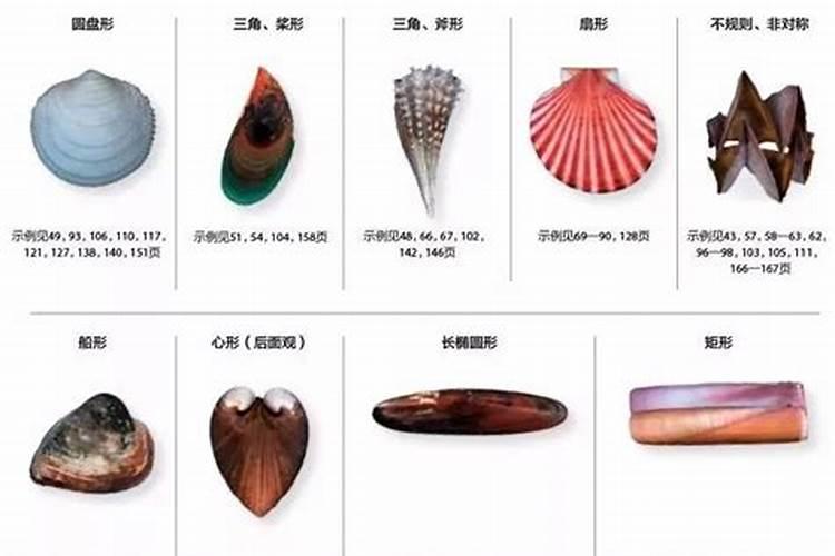 海贝壳有什么作用