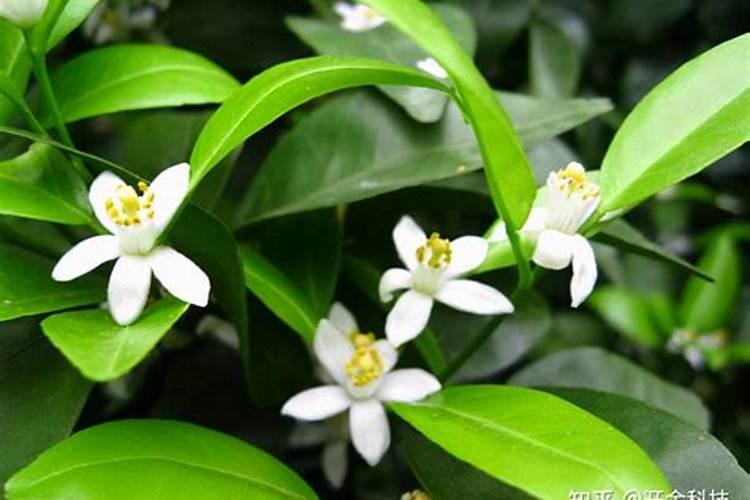 什么肥促进花芽分化;什么肥料能让根系快速生长