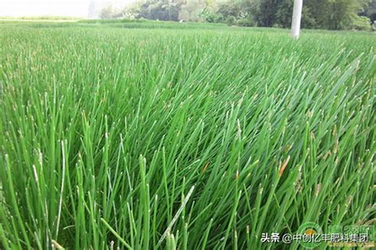 瓜子黄杨开什么花 几月份开花