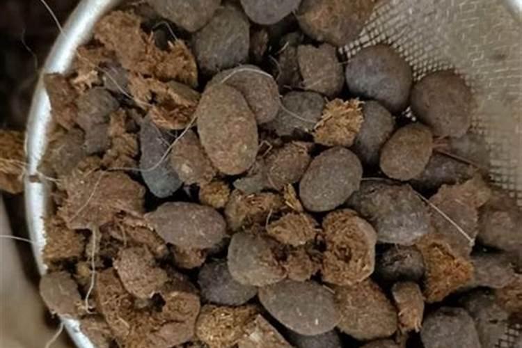 花卉壮根用什么肥料;植物肥料有哪些