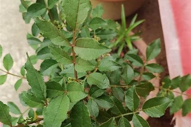 花椒树施肥时间 花椒树施肥时间是什么时候