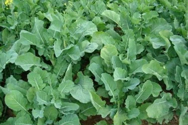 油菜籽施肥用什么肥料花卉百科