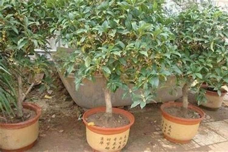 桂花换盆后叶子(桂花换盆后叶子养护攻略,如何让桂花叶子焕发生机)百度...