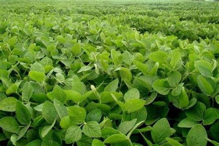 大豆结荚期用什么叶面肥
