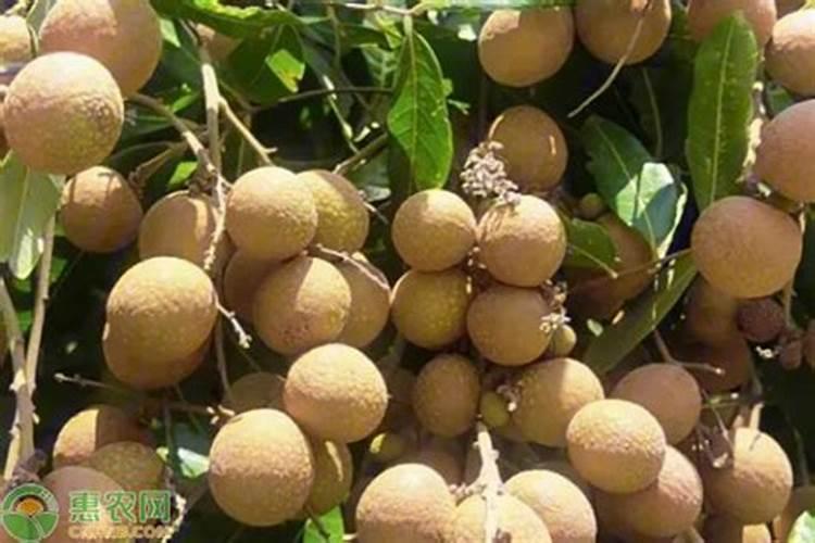 龙眼树养树时候用什么肥对后期催花容易？