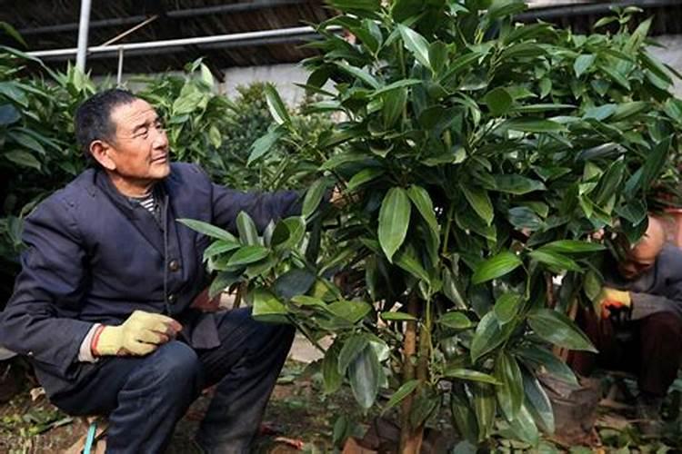 平安树的养殖方法和注意事项 平安树的养殖方法