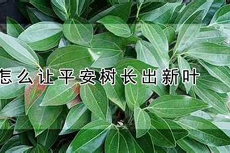 平安树叶面施肥几天