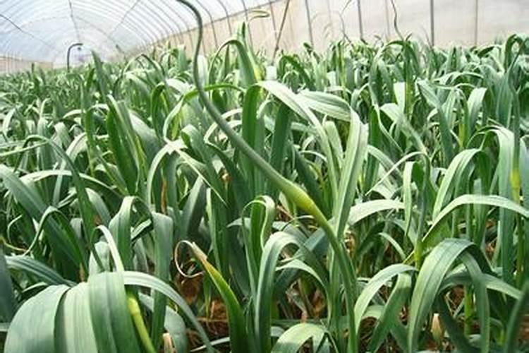 德国铀能量叶面肥怎沲用