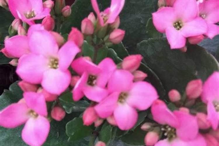 长寿花施肥方法