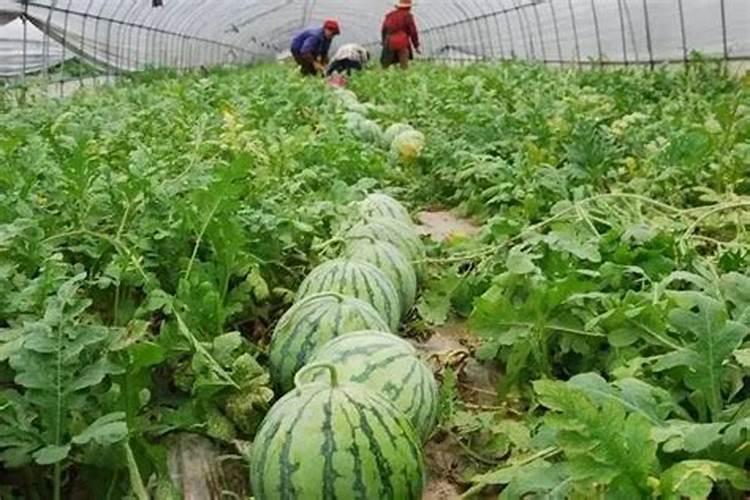 西瓜成熟期还需要用高钾肥吗？