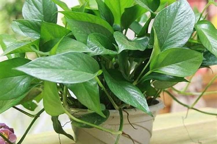 粉蕉抽蕾时施什么肥