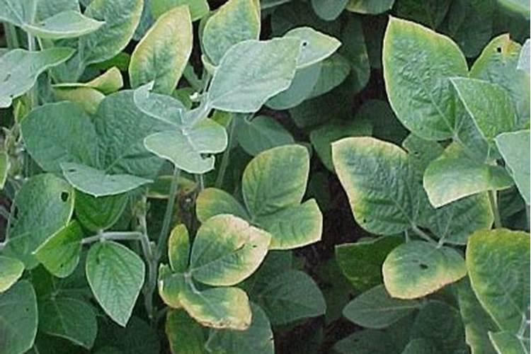 大豆缺钾的症状及防治措施是什么？