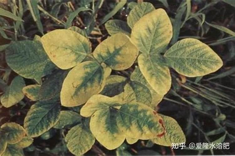 钾肥是什么肥料 植物缺少钾肥会怎么样