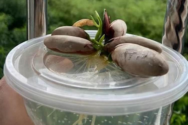 菠萝水培生根后怎么养