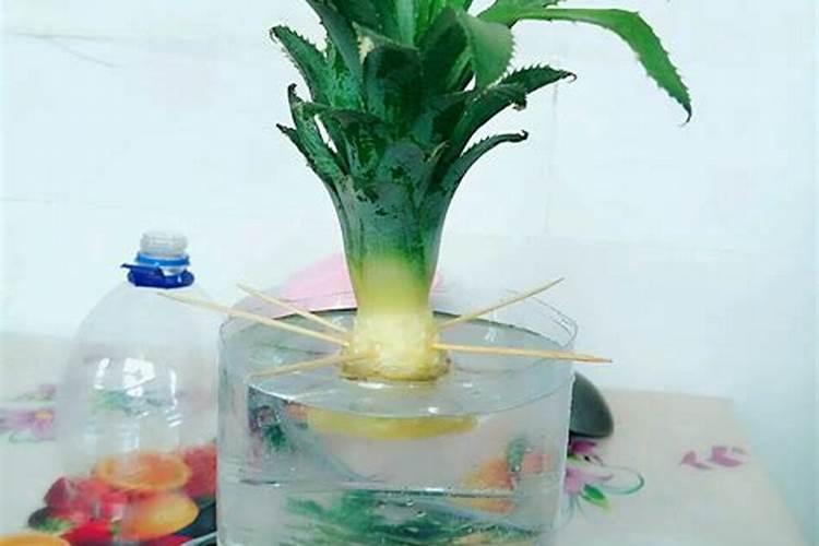 菠萝头水培生根后怎么养