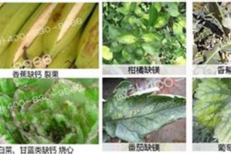 碱性土壤缺什么元素