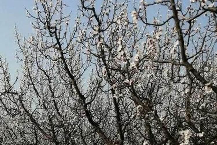 凯天力和一喷三防用麦哪个效果好些