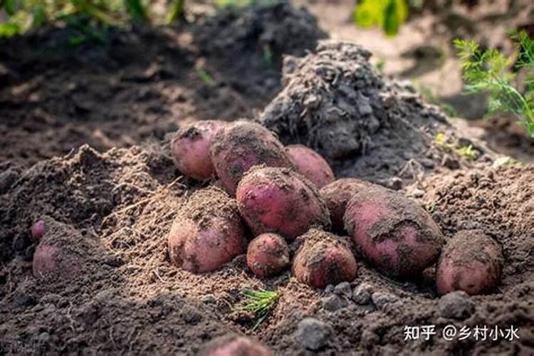 红薯施肥注意事项是什么
