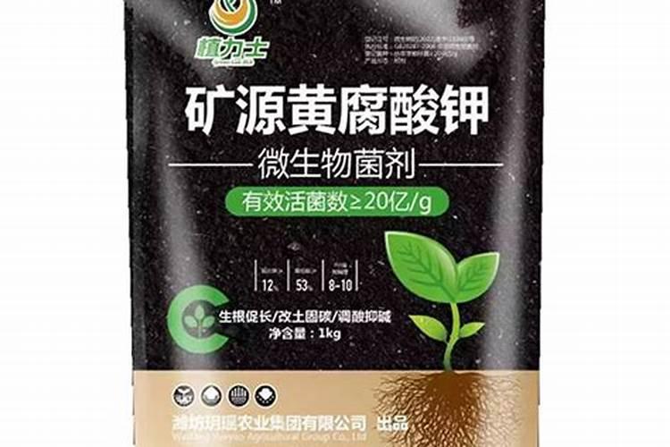 山竹树结果开花前怎么处理