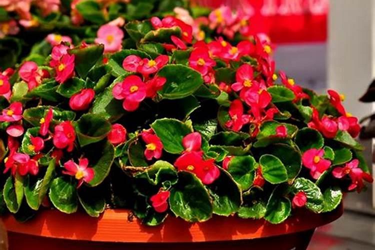 买的花朵朵10号可以放进百合花水中吗