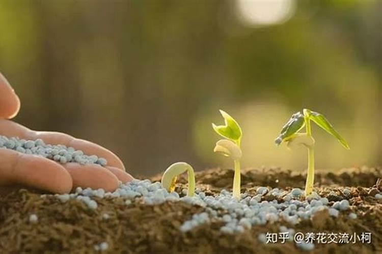 磷酸一铵的作用与功效
