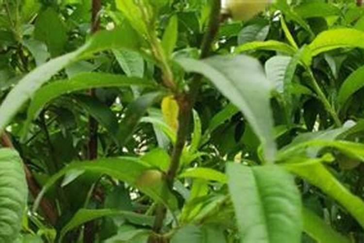 分析分析豆粕有机肥的优点与缺点分别是啥