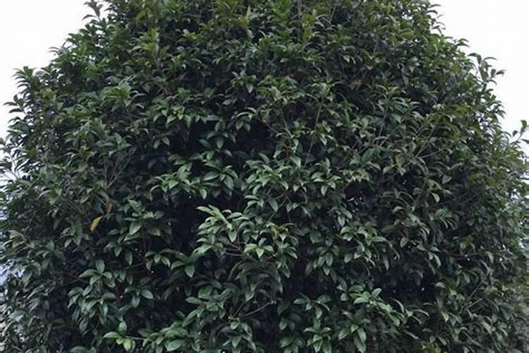 盆景桂花施肥方法