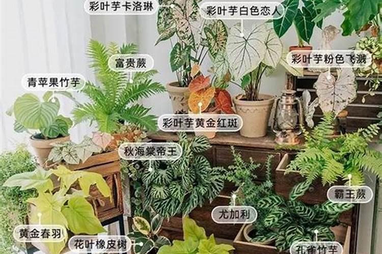养花一般用什么肥、绿植用什么肥料最好