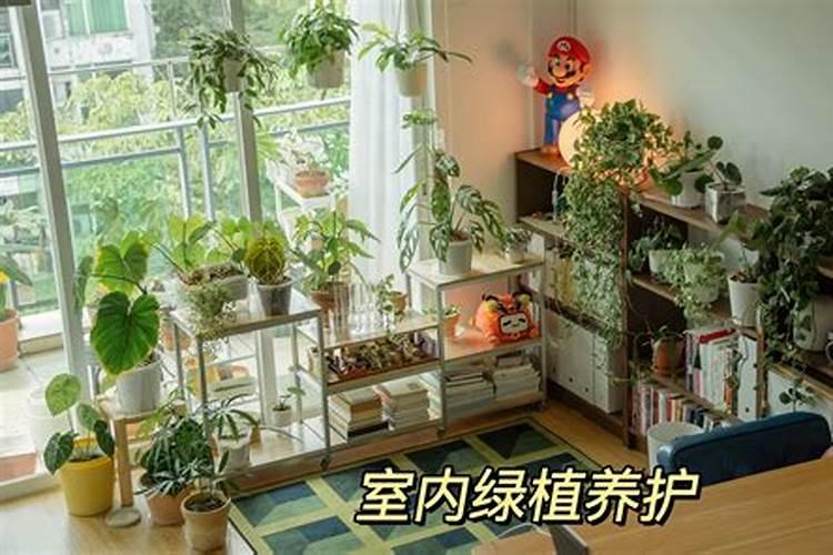 养花卉主要买哪些肥料  室内怎样养花长得茂盛