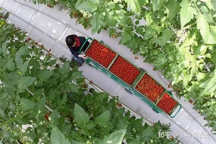 大棚番茄生长阶段施肥注意事项