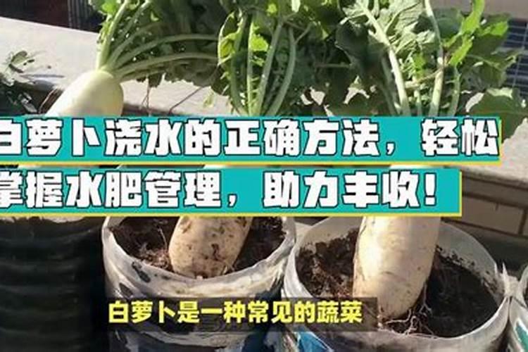 萝卜高产栽培要点 萝卜怎么施肥管理