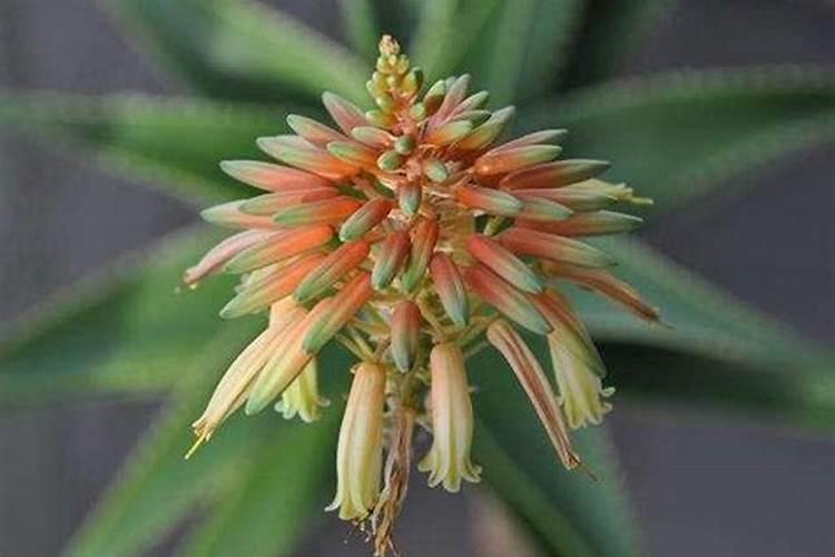 第26 届肥料双交会名单