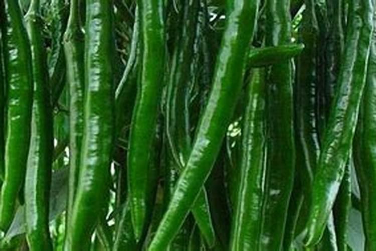 线椒的种植方法