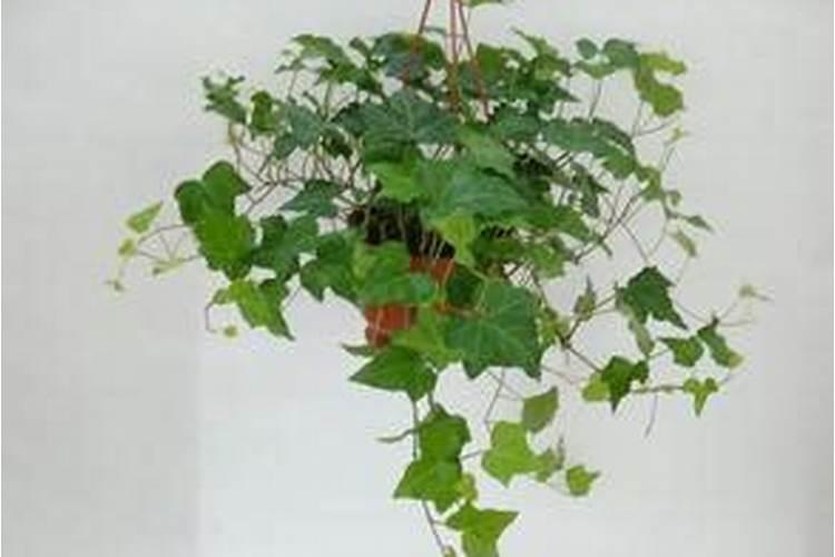 桃树放羊粪好不好