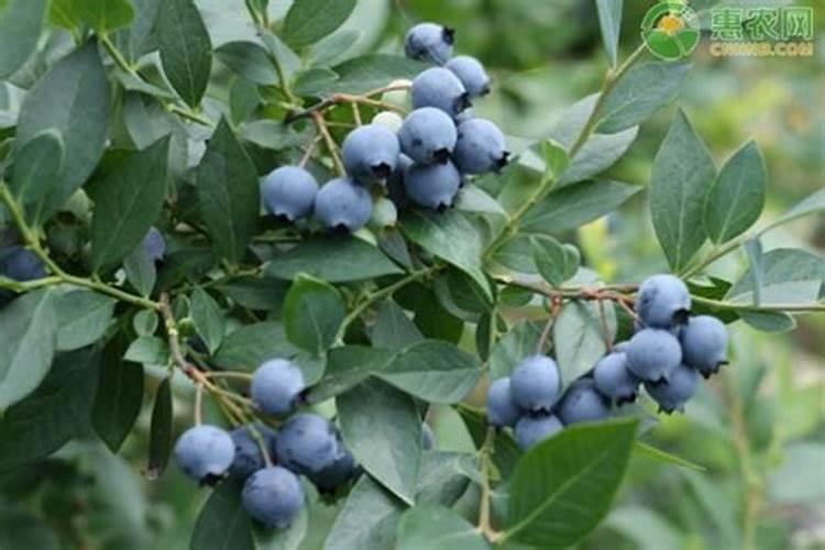 蓝莓开花期怎样浇水施肥