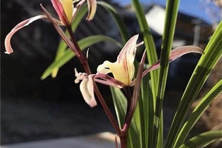 兰花花苞发黑脱落怎么办,多是施肥量大、浇水过多